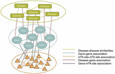 DRUM: Inference of Disease-Associated m6A RNA Methylation Sites From a Multi-Layer Heterogeneous Network